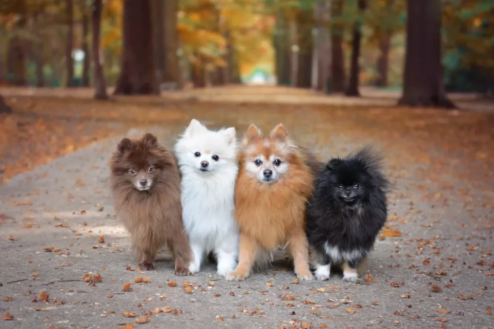 Forskellige Pomeranians i forskellige farver står side om side for det perfekte billede