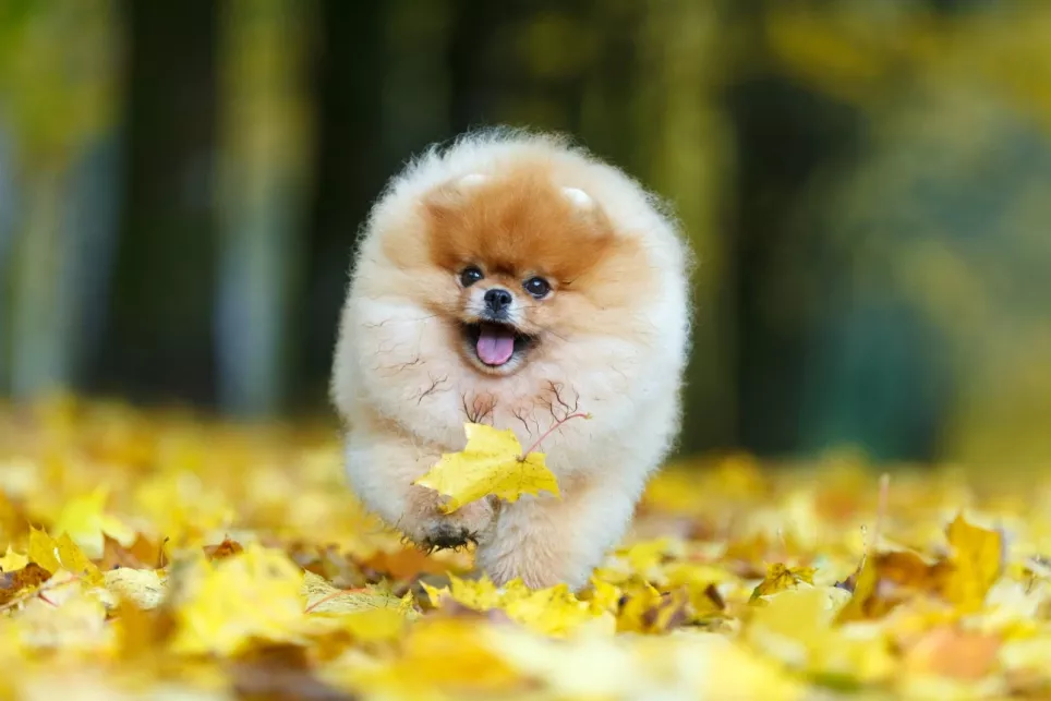 Glad pjusket Pomeranian leger i bladene